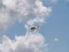 dutchdawnpatrol_2011067_small.jpg