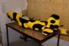 dsc01430_small.jpg